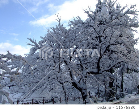 雪の花満開の富山市松川ベリ　遊歩道の風景 11576830