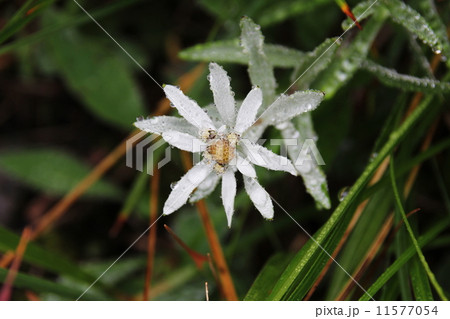 ハッポウウスユキソウ ハッポウウスユキソウ 11577054