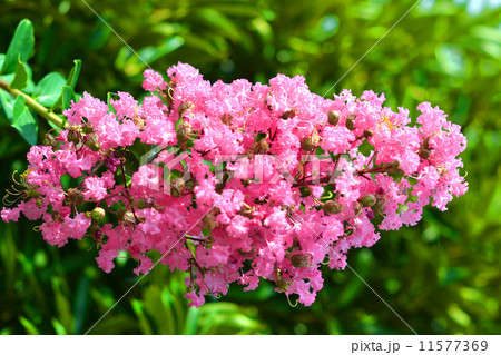 マロニエ マロニエ 11577369