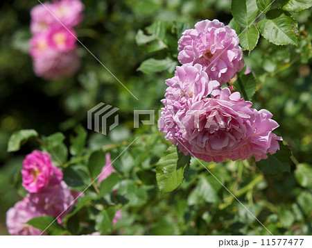 ラベンダー・ラッシー ラベンダー・ラッシー 11577477