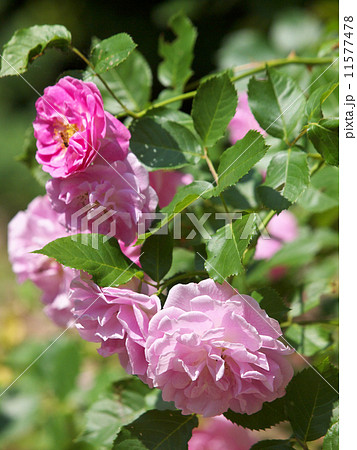 ラベンダー・ラッシー ラベンダー・ラッシー 11577478