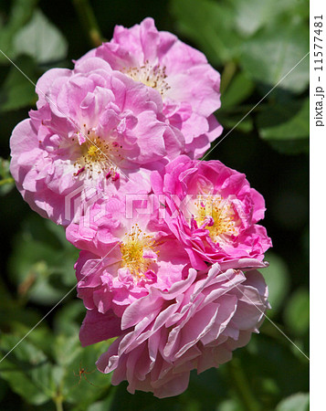 ラベンダー・ラッシー 11577481