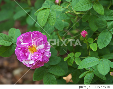 カマユー 11577516