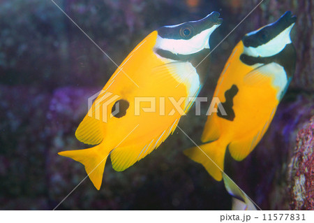 ヒフキアイゴ 11577831