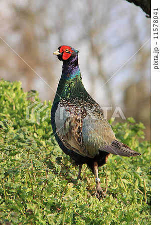 キジ 縦位置 キジ 縦位置 11578041