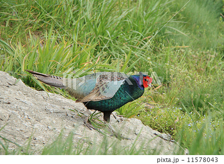 キジ　坂道 11578043