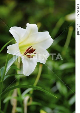 白百合 白百合 11578383