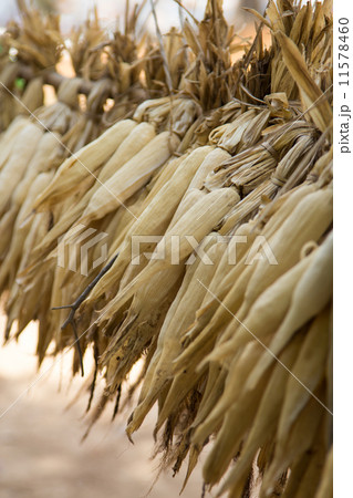 Dried corn Dried corn 11578460