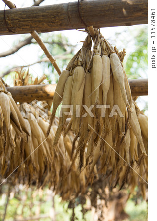 Dried corn 11578461