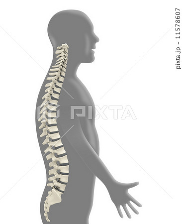 Backbone 11578607