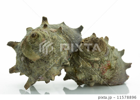サザエ turban shell 白背景 11578896