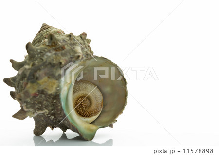 サザエ turban shell 白背景 11578898