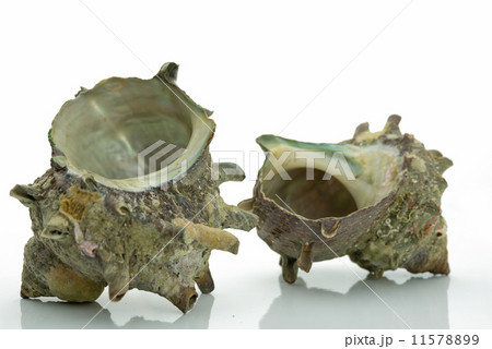サザエ turban shell 白背景 11578899