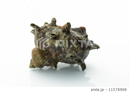 サザエ turban shell 白背景 サザエ turban shell 白背景 11578906