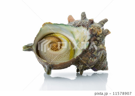 サザエ turban shell 白背景 11578907