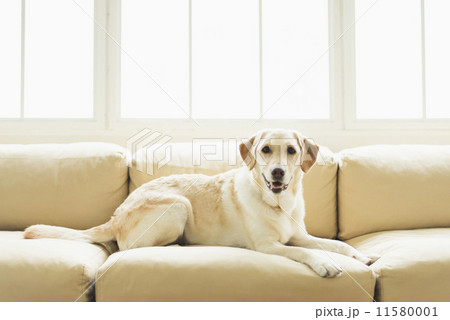 シニア・ホビーライフ/学者 11580001