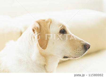 シニア・ホビーライフ/学者 11580002