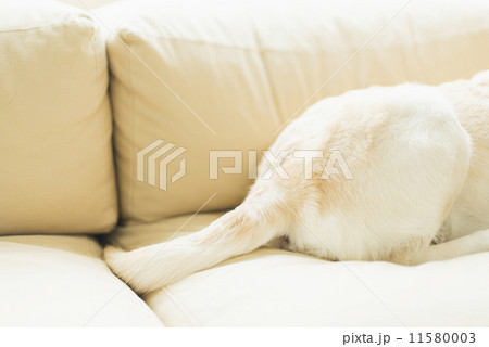 シニア・ホビーライフ/学者 11580003