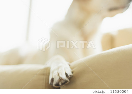 シニア・ホビーライフ/学者 11580004