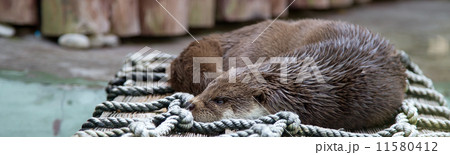 Pretty Otters, the members of Mustelidae family Pretty Otters, the members of Mustelidae family 11580412