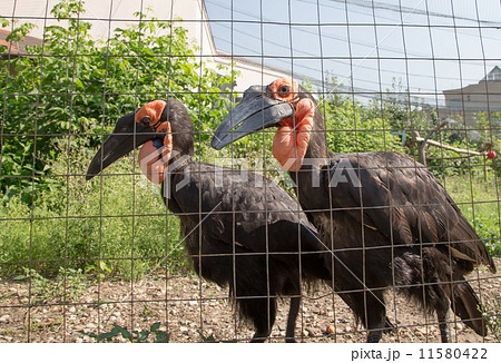 Large images of the Kafrsky horned raven. Moscow zoo, Russia Large images of the Kafrsky horned raven. Moscow zoo, Russia 11580422