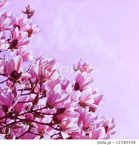 Springtime 11580548