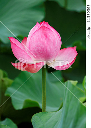 不忍池の淡いピンク色のハスの花 不忍池の淡いピンク色のハスの花 11580563