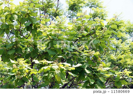 キササゲの花と豆果 キササゲの花と豆果 11580669