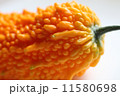完熟ゴーヤ 11580698