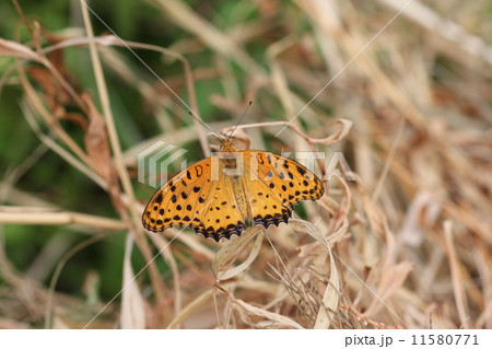 ツマグロヒョウモンの雄０１ 11580771
