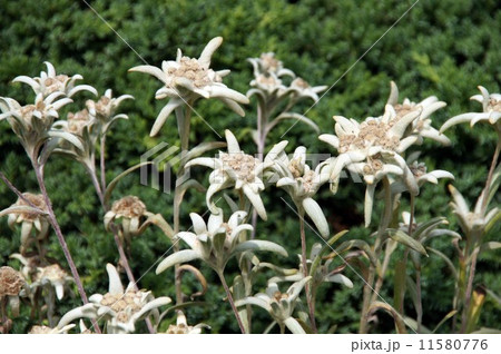 エーデルワイス エーデルワイス 11580776