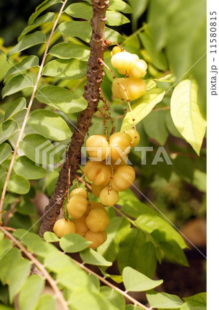 アメダマノキの果実の写真素材