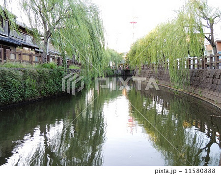 小京都佐原の町並み　その１　柳と運河 11580888