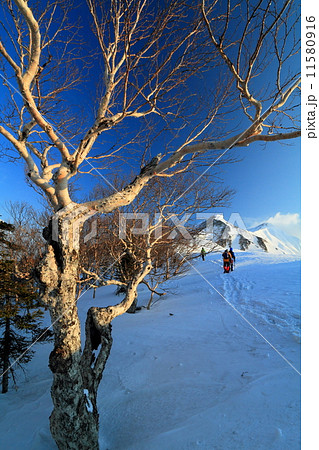 冷池上部のダケカンバの樹と鹿島槍ヶ岳へ向かう登山者 11580916