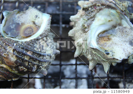 サザエ サザエ 11580949