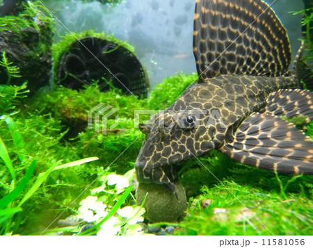 セルフィンプレコ 11581056