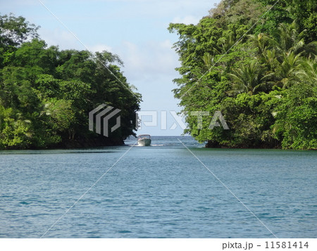 パラオ　コロール島の海 11581414