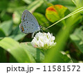 花と蝶 11581572
