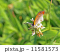 花と蝶 11581573