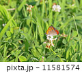 花と蝶 11581574