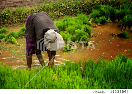 rice paddy 11581642