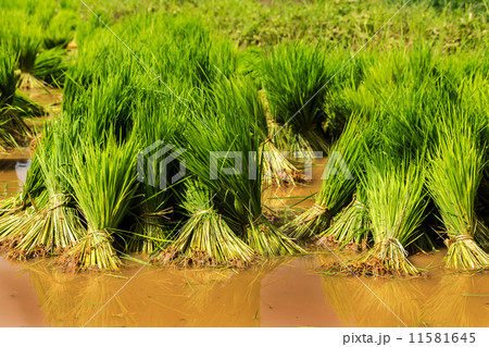 Rice paddy 11581645