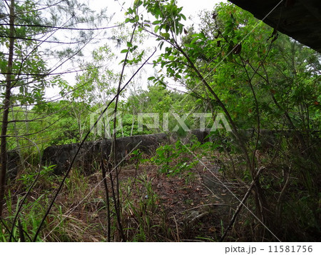 パラオ　ペリリュー島　日本軍総司令部跡 11581756