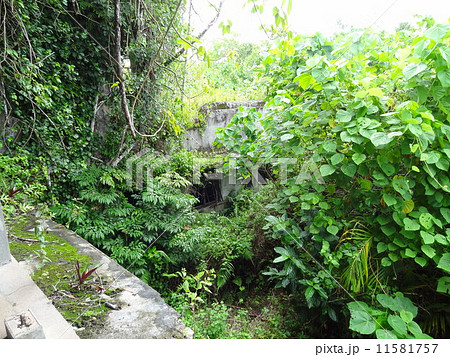 パラオ　ペリリュー島　日本軍総司令部跡 11581757