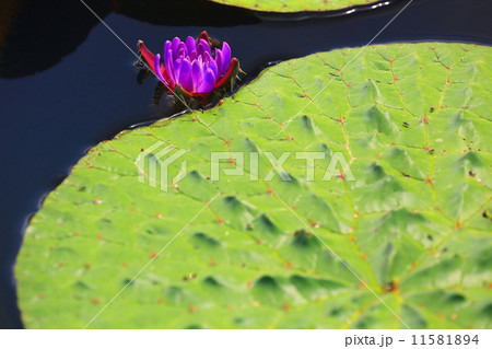 オニバスの紫色の花 11581894