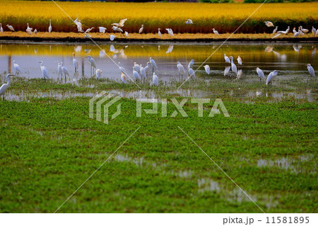 シラサギの群れる秋の田んぼ シラサギの群れる秋の田んぼ 11581895