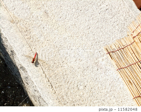 夏の終わり（赤トンボと簾）１　（簾のないもの１枚あり。No.11676423） 11582048