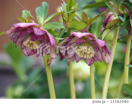 クリスマスローズ クリスマスローズ 11582080