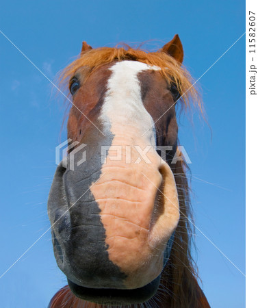 head of chestnut horse 11582607