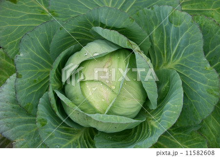 cabbage 11582608